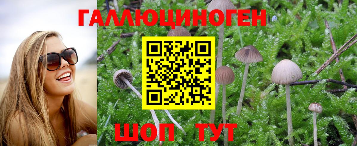 Галлюциногенные грибы Psilocybine cubensis  Вход с VPN  Керчь  Псилоцибиновые грибы Cubensis 